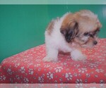 Small Photo #1 Zuchon Puppy For Sale in PATERSON, NJ, USA