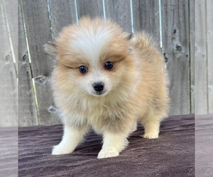 Pomeranian Puppy for sale in GREENWOOD, IN, USA