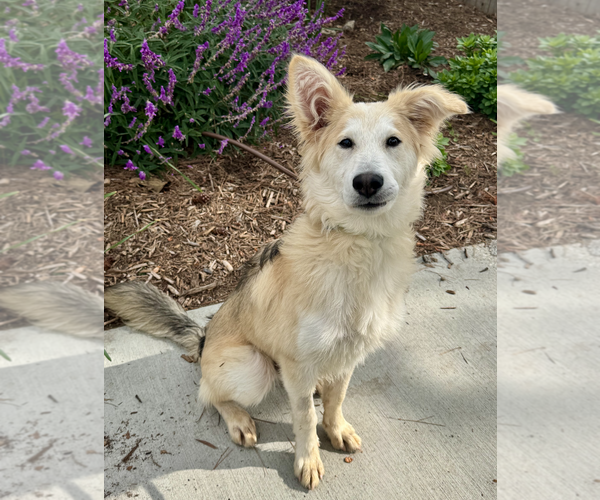 Medium Photo #7 Retriever -Unknown Mix Puppy For Sale in Newport Beach, CA, USA