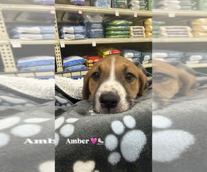 American Pit Bull Terrier-Unknown Mix Dogs for adoption in Wenonah, NJ, USA