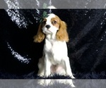 Puppy Zoomey AKC Cavalier King Charles Spaniel