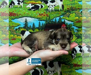 Schnauzer (Miniature) Puppy for sale in WINNSBORO, LA, USA