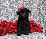 Small Photo #4 Poodle (Toy) Puppy For Sale in QUARRYVILLE, PA, USA