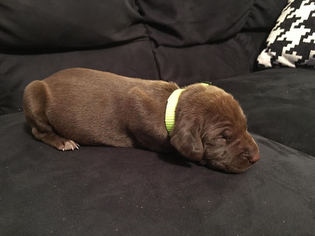 German Shorthaired Pointer Puppy for sale in MOUNT ALTO, WV, USA
