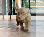 Small #2 Mutt