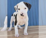 Small #1 American Staffordshire Terrier Mix