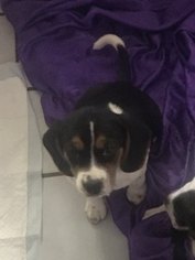 Beagle Puppy for sale in FOUNTAIN CITY, IN, USA