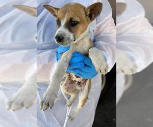 Labrador Retriever-Unknown Mix Dogs for adoption in Conroe, TX, USA