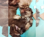 Small Photo #11 Shih Tzu Puppy For Sale in FANNING SPGS, FL, USA