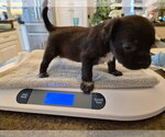 Small #10 Labrador Retriever Mix