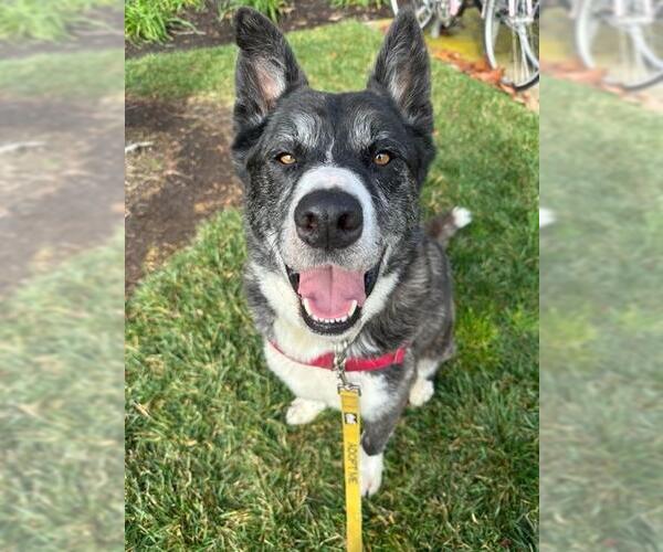 Medium Photo #2 Akita-Siberian Husky Mix Puppy For Sale in Santa Barbara, CA, USA