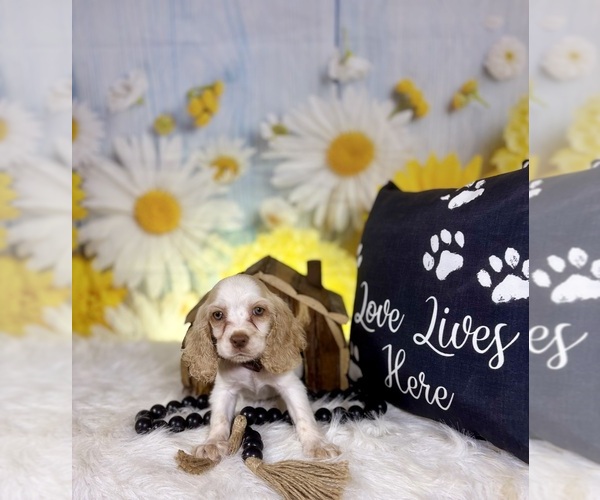 Medium Photo #4 Cocker Spaniel Puppy For Sale in RIPLEY, MS, USA