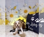 Small #3 Cocker Spaniel