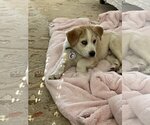 Small Photo #5 Labrador Retriever Puppy For Sale in Spring, TX, USA