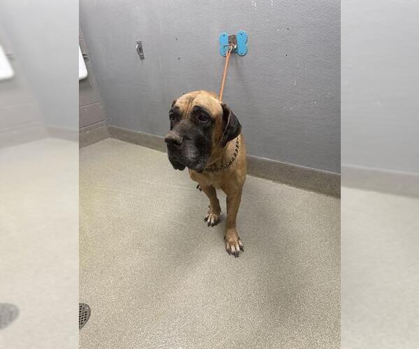 Medium Photo #1 Mastiff-Unknown Mix Puppy For Sale in Las Vegas, NV, USA