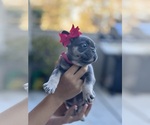 Small #2 French Bulldog