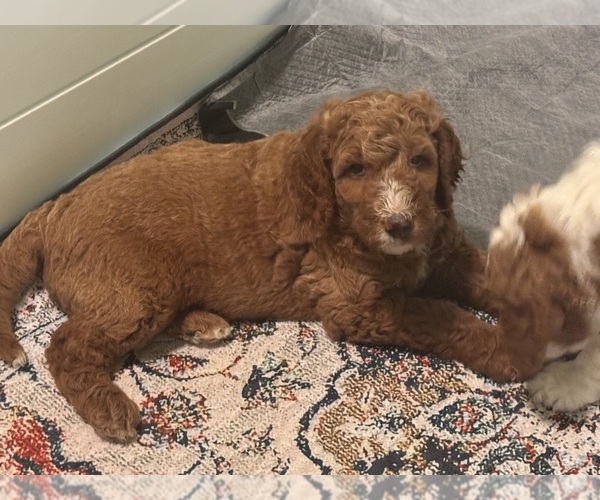Medium Photo #4 Goldendoodle Puppy For Sale in LEXINGTON, SC, USA