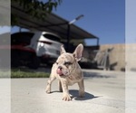 Small #4 French Bulldog