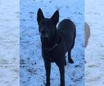 Small Photo #2 Belgian Malinois-Dutch Shepherd Dog Mix Puppy For Sale in COSHOCTON, OH, USA