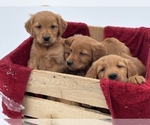 Small Photo #6 Golden Retriever Puppy For Sale in BOYCEVILLE, WI, USA
