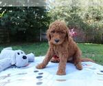 Small Photo #4 Goldendoodle Puppy For Sale in SARASOTA, FL, USA