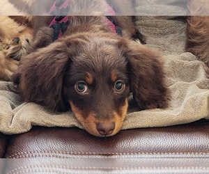 Dachshund Puppy for sale in WHITE OAK, NC, USA