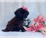 Small Photo #3 Shih-Poo Puppy For Sale in LAKELAND, FL, USA