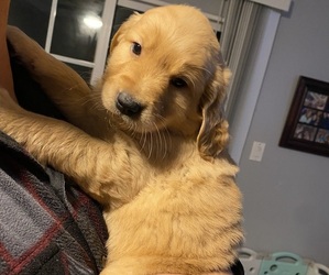 Golden Retriever Puppy for sale in ANAHEIM, CA, USA