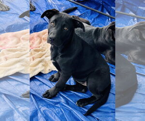 Labrador Retriever-Unknown Mix Dogs for adoption in Garner, NC, USA