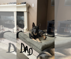 Father of the German Shepherd Dog puppies born on 04/28/2022