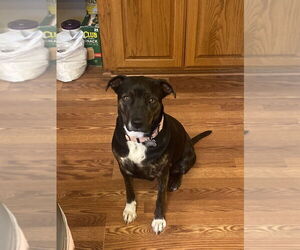 Catahoula Leopard Dog-Unknown Mix Dogs for adoption in Boston, MA, USA