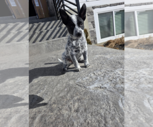 Australian Kelpie Mix Dog for Adoption in MIDWAY, Utah USA