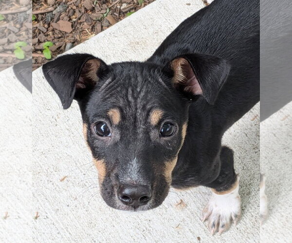 Medium Photo #1 Rat Terrier-Unknown Mix Puppy For Sale in Mount Laurel, NJ, USA