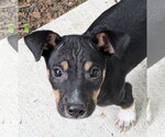 Small Rat Terrier Mix