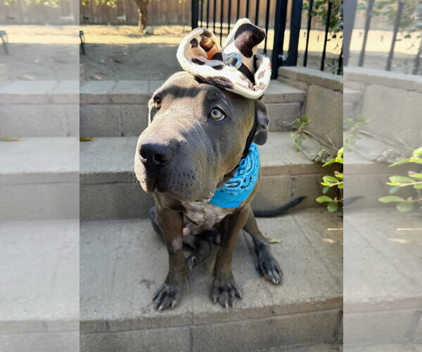 Medium Photo #7 American Pit Bull Terrier-Unknown Mix Puppy For Sale in Redlands, CA, USA