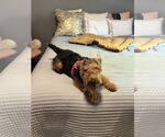 Small Welsh Terrier