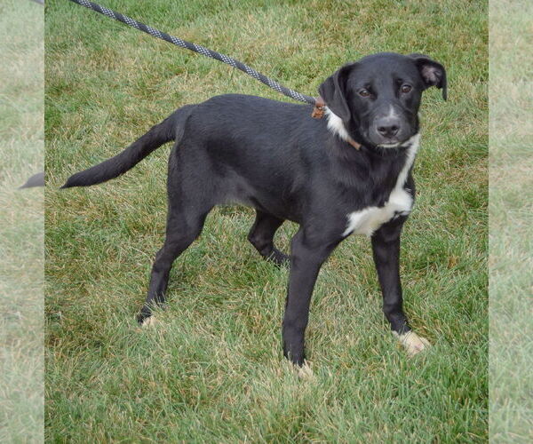 Medium Photo #2 American Staffordshire Terrier-Unknown Mix Puppy For Sale in Huntley, IL, USA