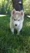 Puppy 2 Siberian Husky