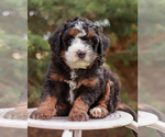 Puppy 5 Miniature Bernedoodle