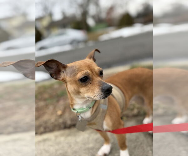 Medium Photo #6 Chihuahua-Unknown Mix Puppy For Sale in Oakhurst, NJ, USA
