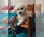 Small Photo #1 Bichon Frise Puppy For Sale in EUGENE, OR, USA