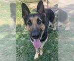 Small #1 German Shepherd Dog