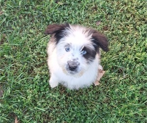 Aussiedoodle-Australian Shepherd Mix Puppy for Sale in LEWISBURG, Kentucky USA