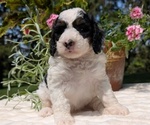 Small #10 Miniature Bernedoodle