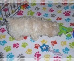 Small Photo #3 Havanese-Poodle (Toy) Mix Puppy For Sale in ORO VALLEY, AZ, USA