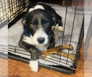 Mutt Dogs for adoption in Germantown, OH, USA