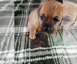 Small #7 French Bull Weiner