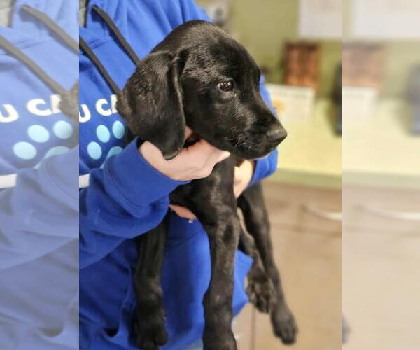 Medium Photo #3 Labrador Retriever-Unknown Mix Puppy For Sale in Rockwall, TX, USA