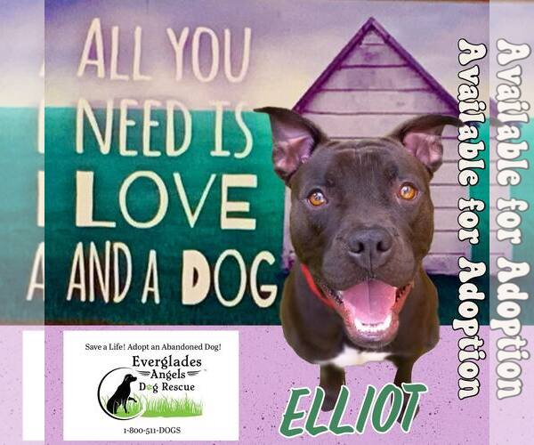 Medium Photo #41 Mutt Puppy For Sale in Pompano Beach , FL, USA