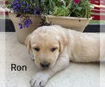 Small #4 Labrador Retriever